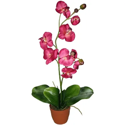 орхидея фаленопсис Washington (F3)отцветает — купить в Красноярске.  Горшечные растения и комнатные цветы на интернет-аукционе Au.ru