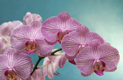 Купить Орхидея в горшке белого цвета в Лабинске за 3 990 руб. | Быстрая  доставка цветов
