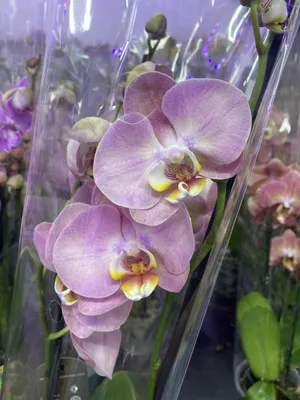 Орхидея фаленопсис Голден Стори , цена 30 р. купить в Минске на Куфаре -  Объявление №218883233