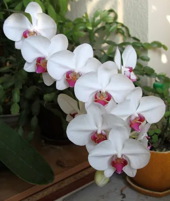 Ухаживаем за орхидеей в Хабаровске: как побороть нрав капризного цветка -  МК Хабаровск