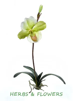 Орхидея Венерин башмачок . Stock Photo | Adobe Stock