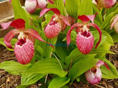 Орхидея Пафиопедилюм или Венерин башмачок \"Pinokkio\"