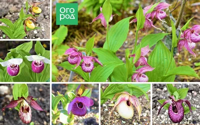 Купить ВЕНЕРИН БАШМАЧОК ВЗДУТЫЙ (Cypripedium VENTRICOSUM) в  интернет-магазине Анны Калугиной. Фото, описание и цена.