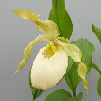 Орхидея венерин башмачок, высокая …» — создано в Шедевруме