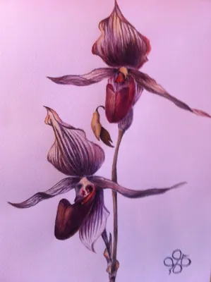 Фото Орхидея - Венерин башмачок на фотохостинге Fotoload