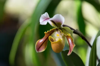 Орхидея Венерин башмачок💮 Райский …» — создано в Шедевруме