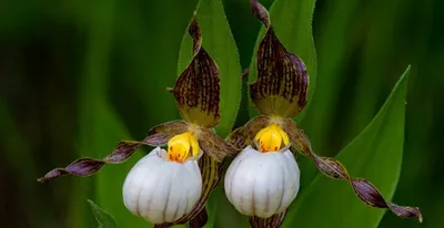 Отзыв о Орхидея Пафиопедилум \"Венерин башмачок\" | невероятно красивый, и  легкий в уходе (Пафиопедилум paph. venustum x paph. tranlienianum)