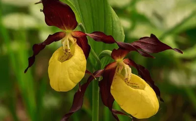 Места массового произрастания краснокнижных орхидей – венериных башмачков  найдены в Забайкальском крае