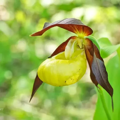 Орхидея \"Венерин Башмачок\" (Paphiopedilum), (акварель, А4) 2013