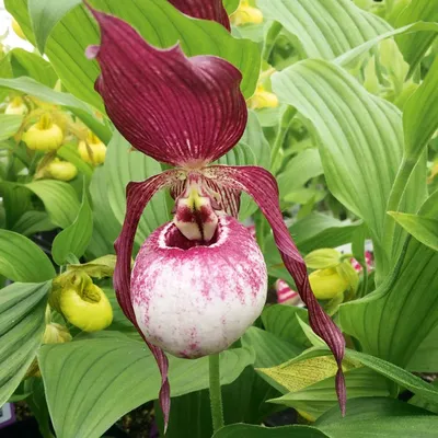 Орхидея садовая Венерин башмачок Гизелла Р9 Tw в Москве и области – купить  по низкой цене в интернет-магазине Дарвин