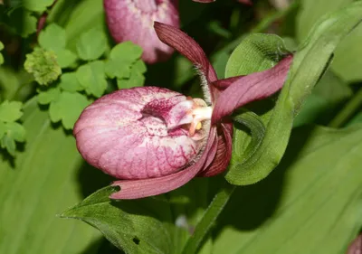 Уход за орхидеей Paphiopedilum Pinocchio