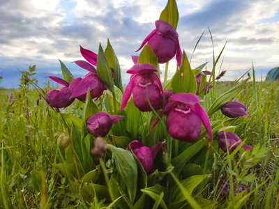 Венерин башмачок (Cypripedium calceolus) - Природа Республики Мордовия