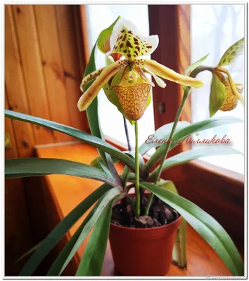 Венерин башмачок пятнистый (орхидея) — Ромашка 96