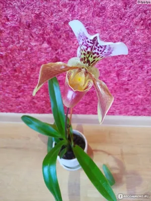 Орхидея - венерин башмачок. Ваш сад - YouTube