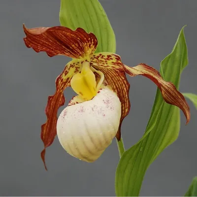 Места массового произрастания краснокнижных орхидей – венериных башмачков  найдены в Забайкальском крае