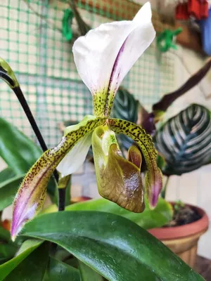 Особенности выращивания орхидеи венерин башмачок