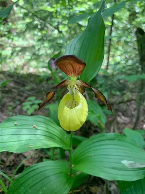 Орхидея \"Венерин Башмачок\" (Paphiopedilum), (холст, масло, 30х40), 2014