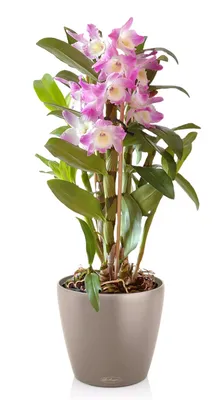 Купить Орхидея Дендробиум в кашпо с автополивом lechuza trend, бежевый, 60  см. в Москве в интернет магазине растений Botdepot