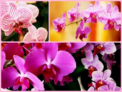 Все виды орхидей с фото и названиями - archidea.com.ua