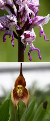 Орхидея Фаленопсис Equestris Peloric Видов — стоковые фотографии и другие  картинки Без людей - Без людей, Выборочная фокусировка, Горизонтальный -  iStock