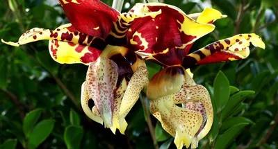 Дивная орхидея — Вести Чеченской Республики