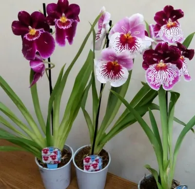 5 сортов самых красивых и неприхотливых орхидей | MARIECLAIRE