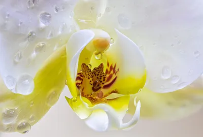 Самые редкие сорта и виды орхидей: названия, фото | Цветница | Дзен