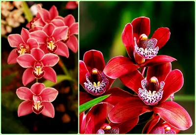 Виды орхидей: редкие и распротраненные - фото, статья