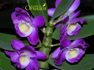 два фиолетовых цветка орхидеи на черном фоне, картина орхидеи, орхидея,  цветок фон картинки и Фото для бесплатной загрузки
