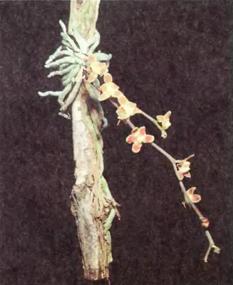 Орхидея виды фото картинках фотографии