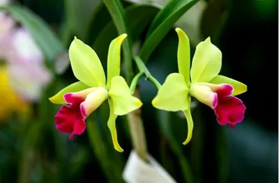 Фото орхидей: фаленопсис, башмачок, каттлея и редкие орхидеи