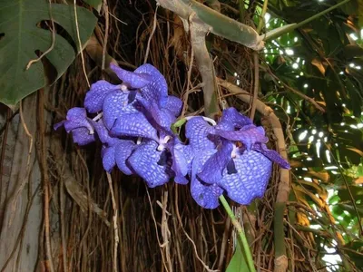 Разновидности орхидей - 61 фото