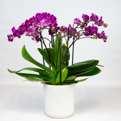 Виды орхидей - 165 фото орхидей с названиями и видео инструкция по  выращиванию комнатных и садовых орхидей