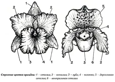 несколько фиолетовых и белых орхидей с пятнами на них, покажи мне фото  орхидей фон картинки и Фото для бесплатной загрузки