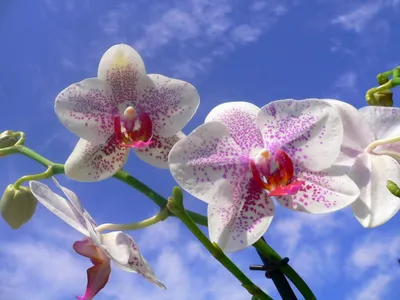 Где купить орхидеи в Воронеже?
