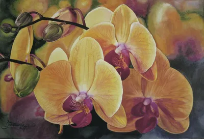 Строение цветка орхидеи» - картинка из статьи: «Что такое орхидеи» |  Nopal.ru