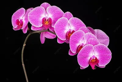 Орхидеи скачать бесплатно, орхидеи фото, картинки - фото орхидеи высокого  качества