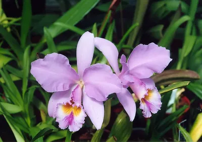 Новые виды орхидей нашли в Индонезии – Какого цвета бывают орхидеи – фото