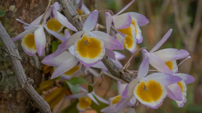 Каталог Цимбидиум в горшке (Орхидея) Р419 от магазина daflor
