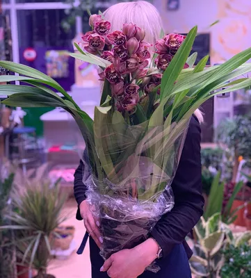 ветка фиолетовая орхидея чистое растение фаленопсис Фото Фон И картинка для  бесплатной загрузки - Pngtree