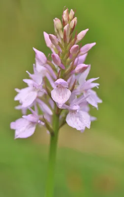 Все виды орхидей. Какие виды орхидей бывают фото и название