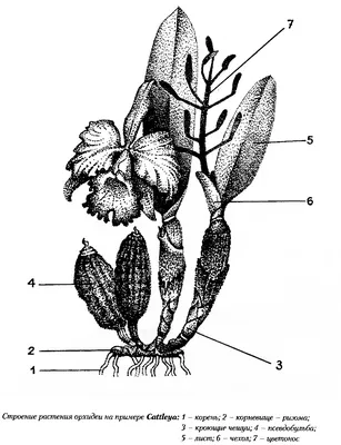 Виды орхидей Каттлея в картинках (начало) | Сам себе риэлтор | Дзен