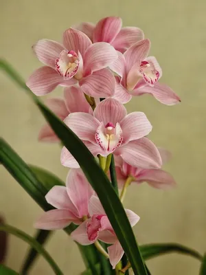 орхидея :: Парейдолия :: цветочки / смешные картинки и другие приколы:  комиксы, гиф анимация, видео, лучший интеллектуальный юмор.