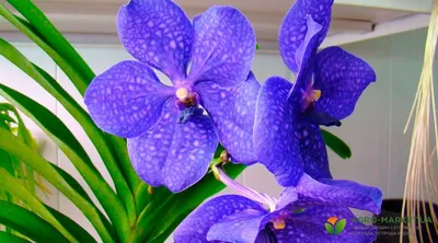 Самые редкие сорта и виды орхидей: названия, фото | Цветница | Дзен
