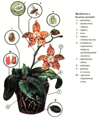 Орхидея вредители фото