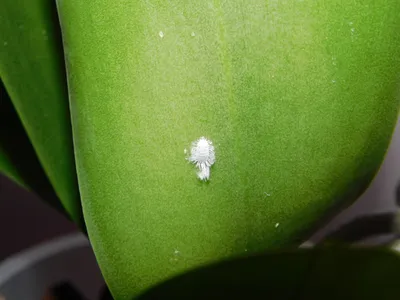 BUMPS, growths, pimples on orchid leaves. I'll help you figure it out. A  little CHATTER - YouTube