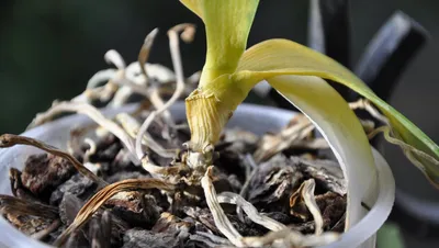 Щитовка на орхидеях. Как лечить, методы борьбы на фаленопсисе?