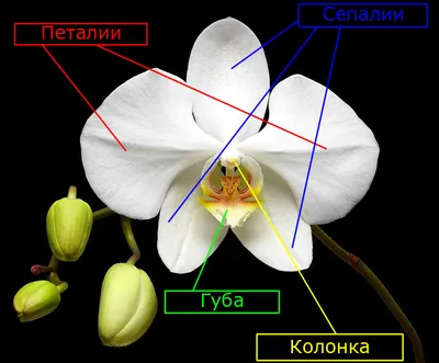 Что делать, если на орхидее появились липкие капли на листьях и цветоносе:  причины и решения проблемы с липким налетом на растении