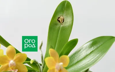 Лечение орхидеи. Советы от fiftyflowers.ru