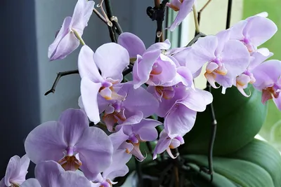 Болезни орхидей и их лечение - Agro Portal